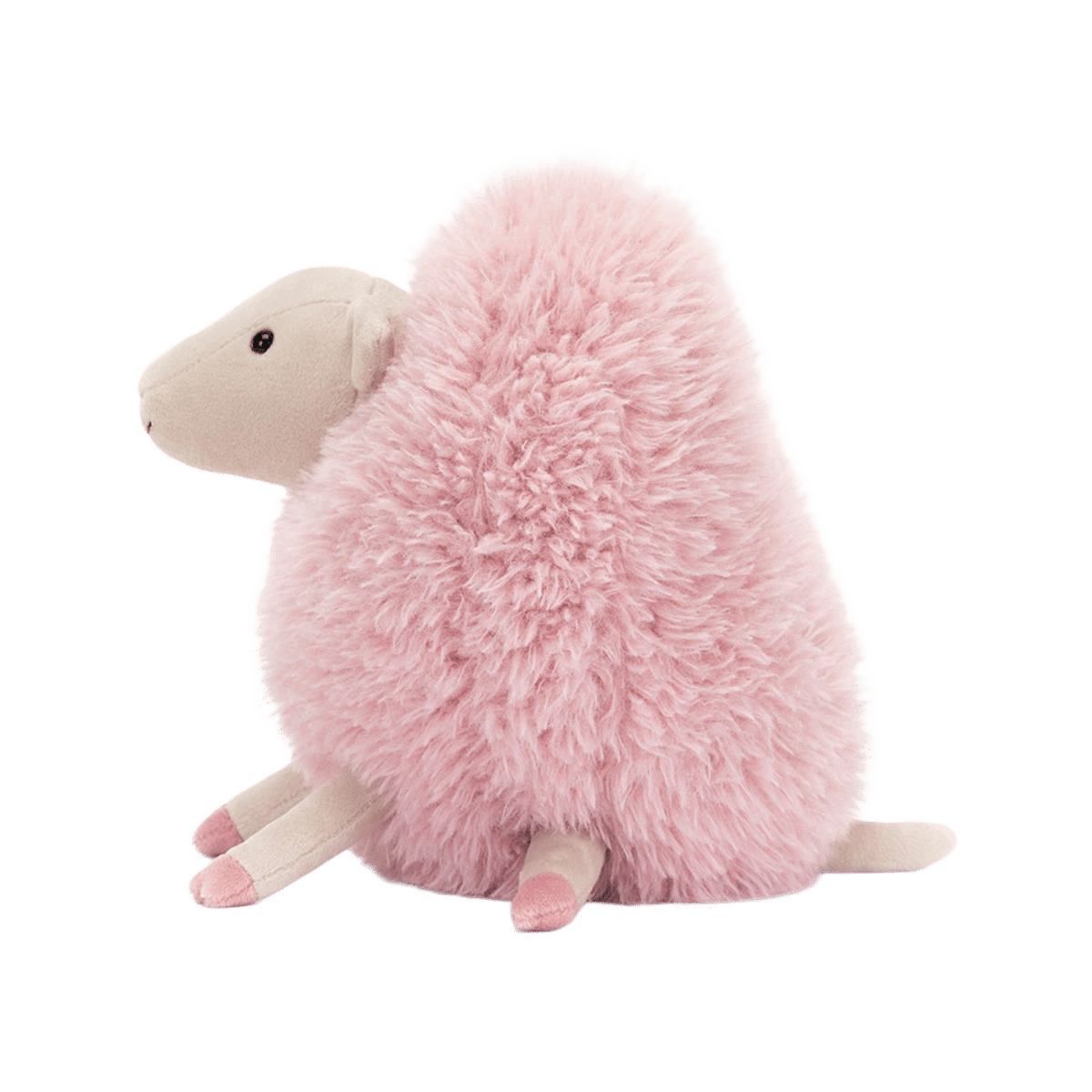 Aimee Sheep