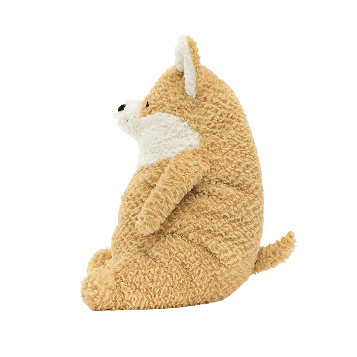 Amore Corgi