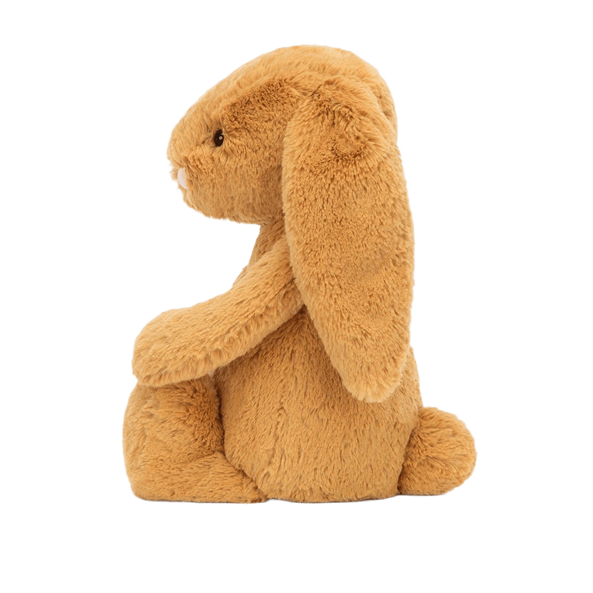 Bashful Golden Bunny