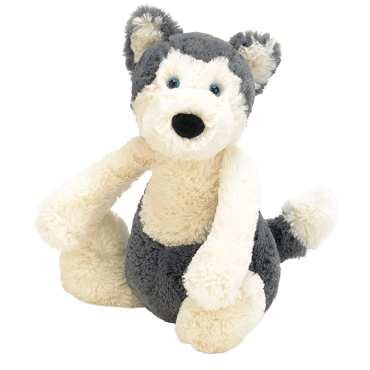Bashful Huskie