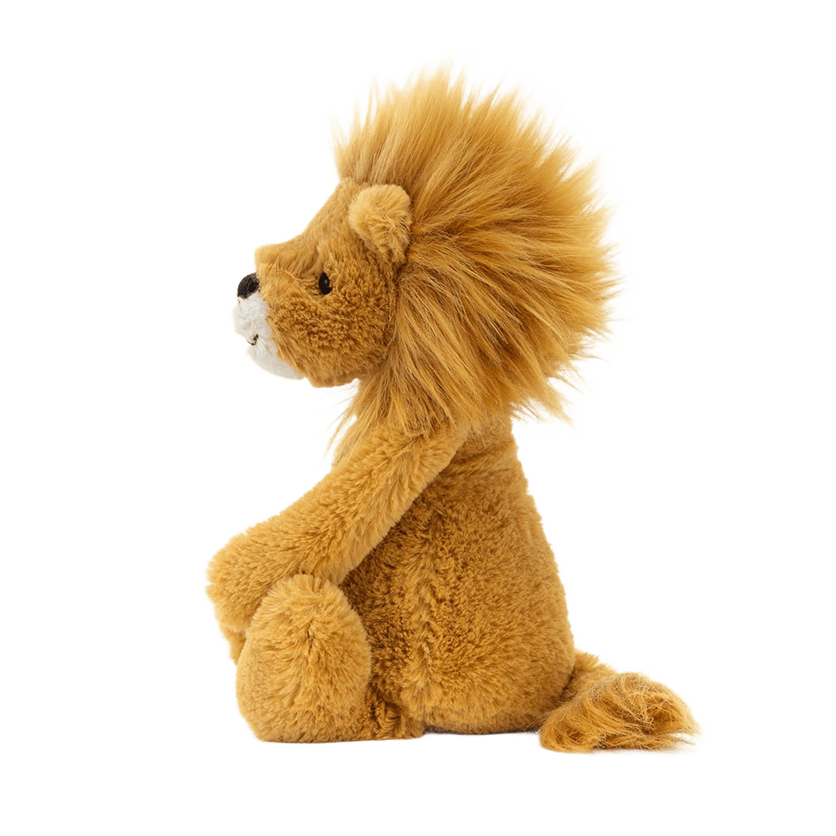 Bashful Lion