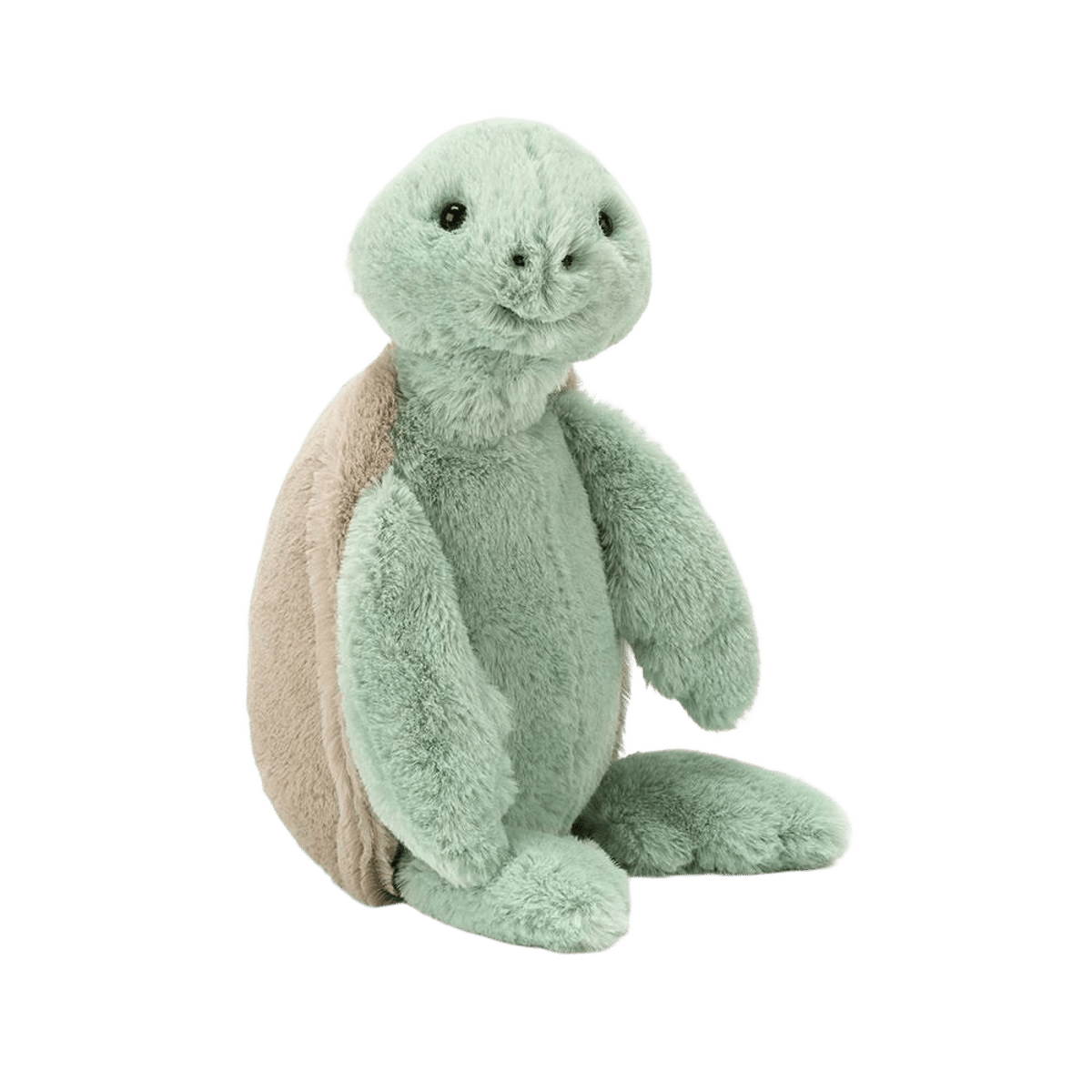 Bashful Turtle