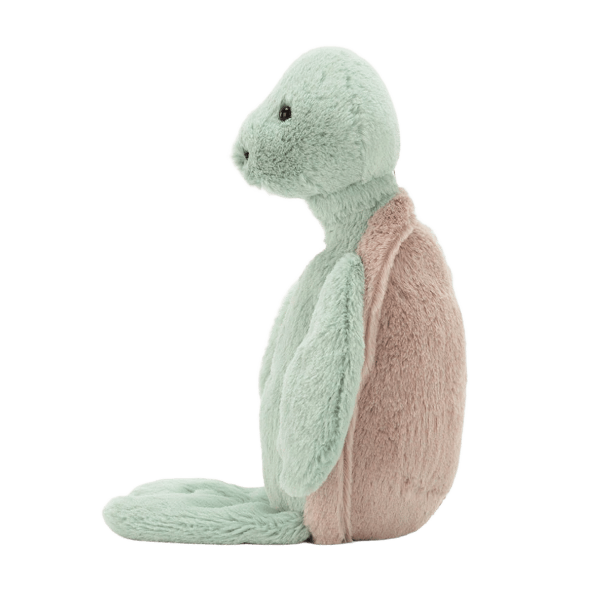 Bashful Turtle