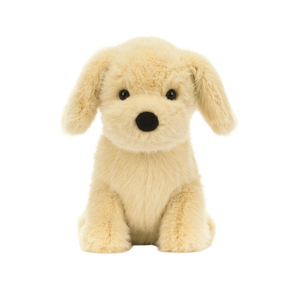 Golden Puppy