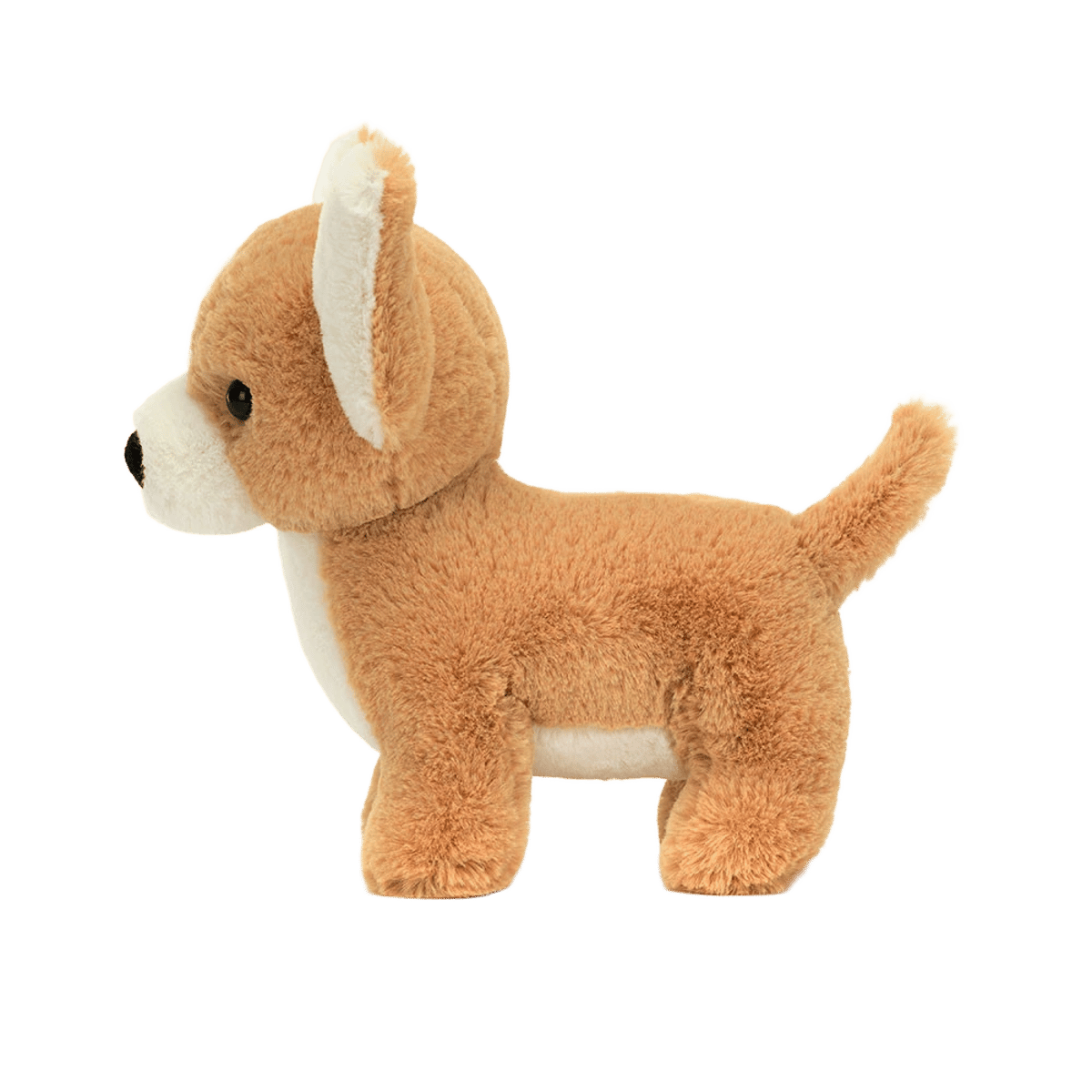Isobel Chihuahua