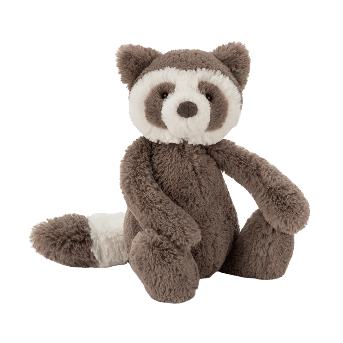 Bashful Raccoon