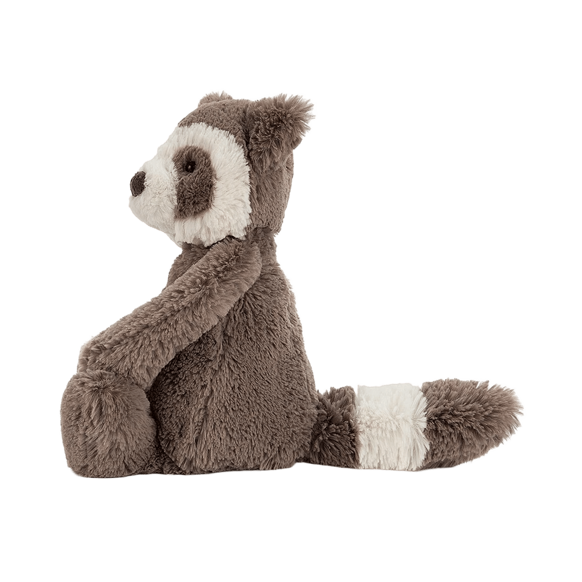 Bashful Raccoon