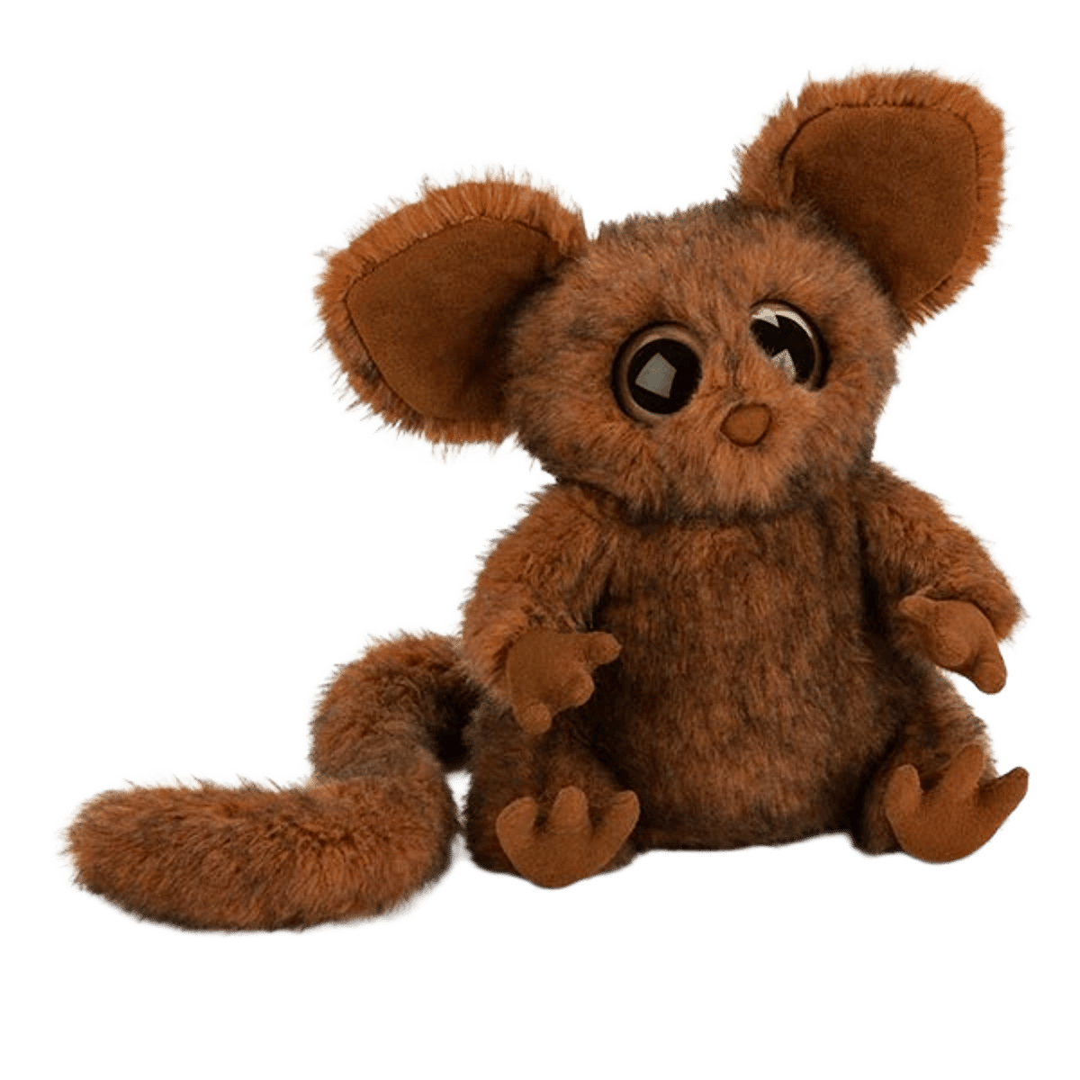 Nocturne Bush Baby