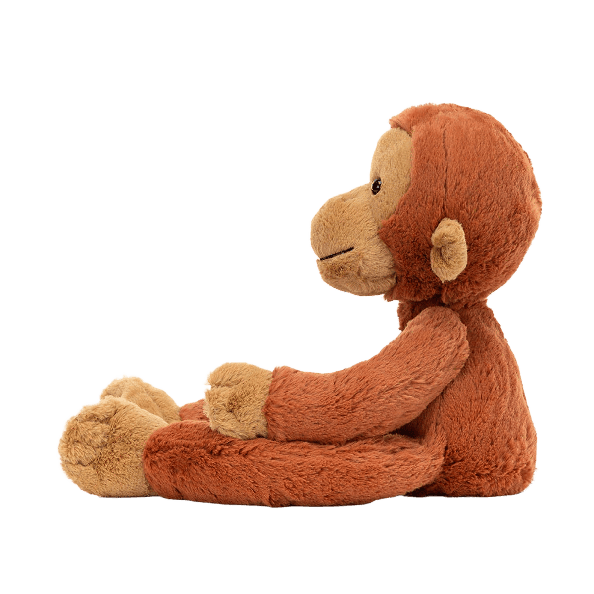 Pongo Orangutan