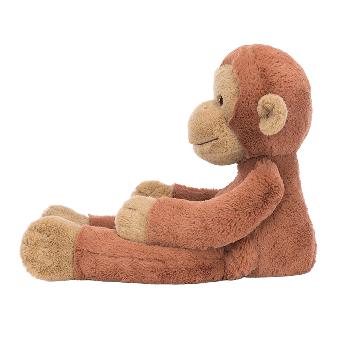 Pongo Orangutan
