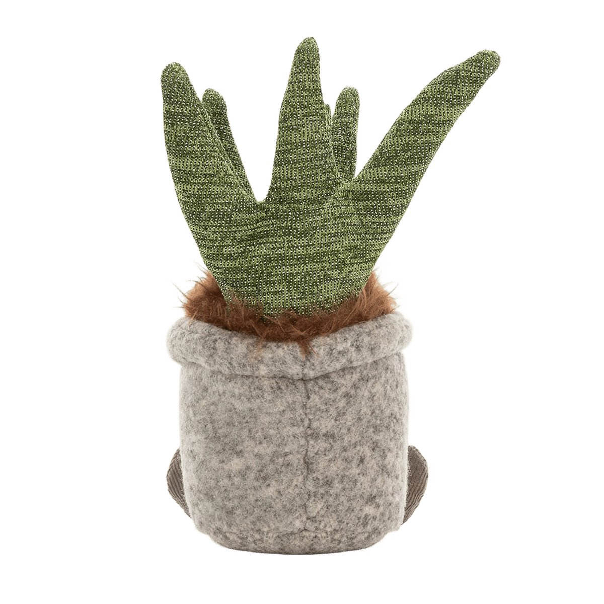 Silly Succulent Aloe