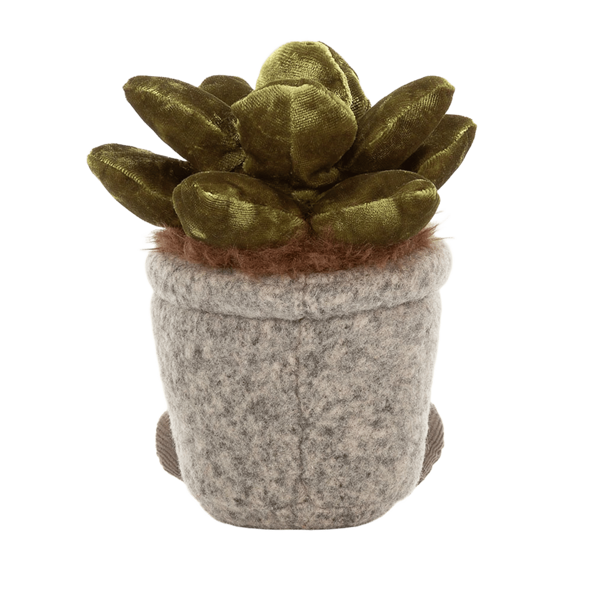 Silly Succulent Jade