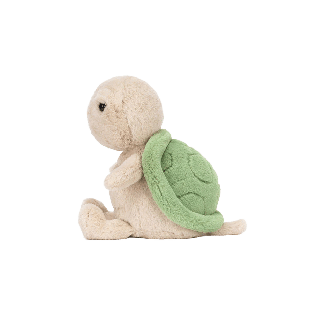 Thimble Turtle