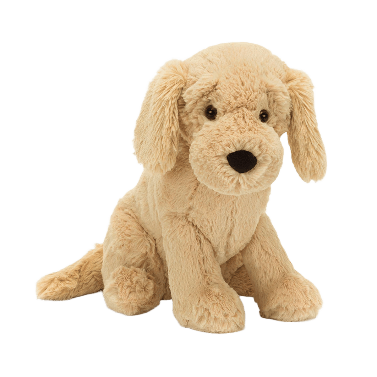Tilly Golden Retriever