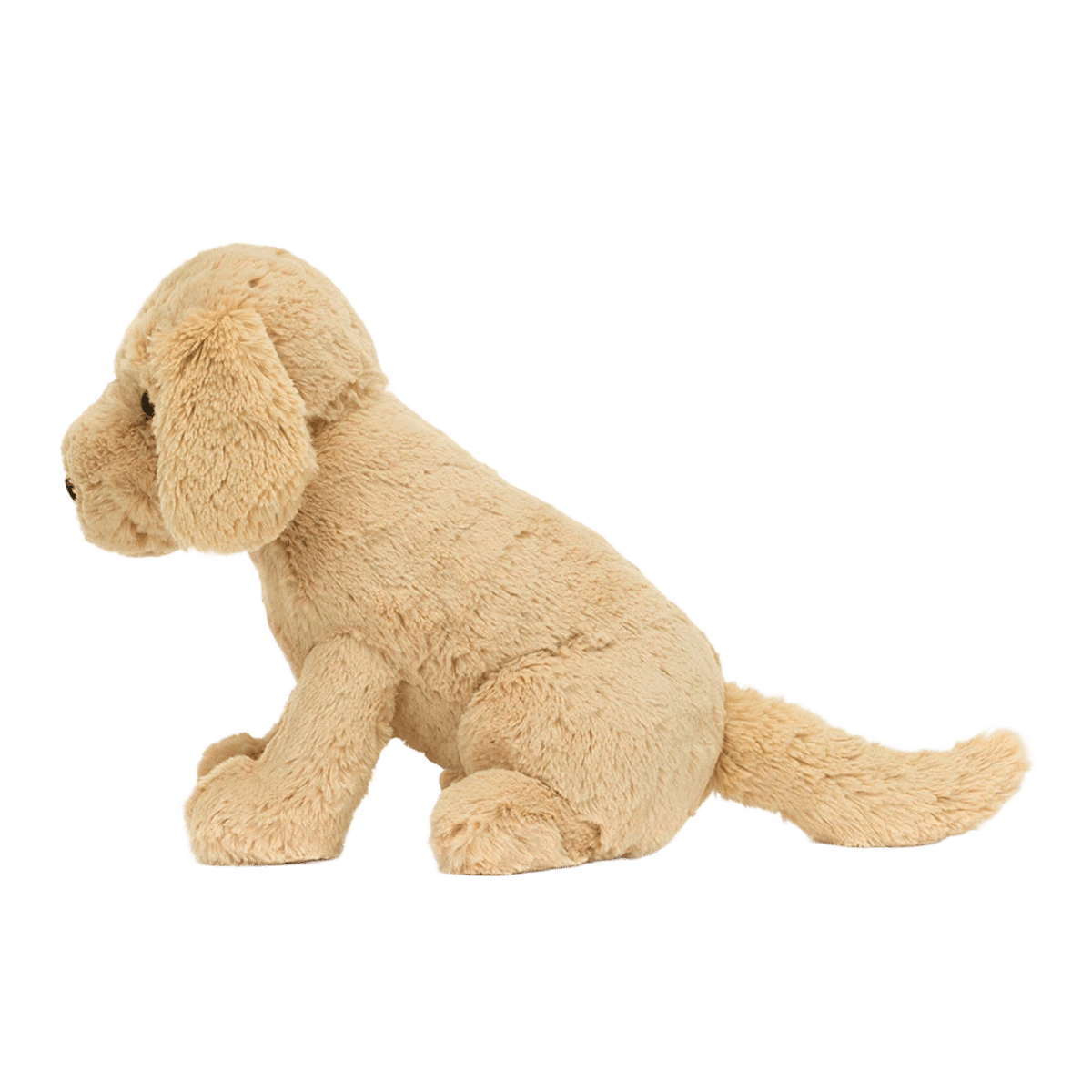 Tilly Golden Retriever